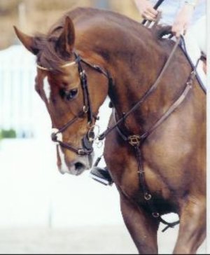 ratina cac ch