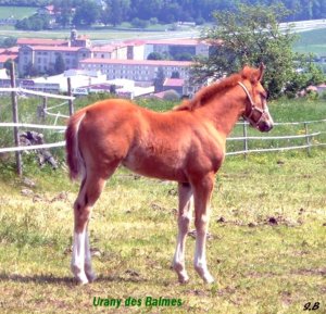 urany des balmes