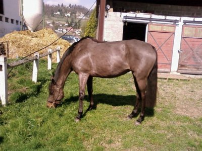 oranie1